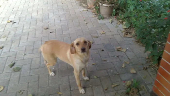 Cachorro ra a SRD idade 3 anos nome Sasque e Sakura