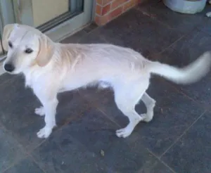 Cachorro raça SRD idade 3 anos nome Sasque e Sakura