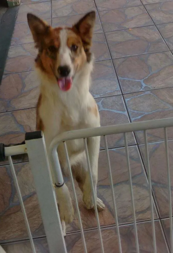 Cachorro ra a Border Collie. idade 7 a 11 meses nome Dante