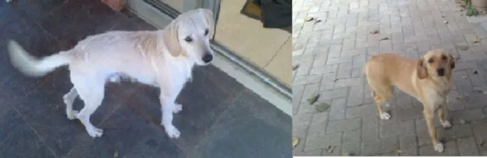 Cachorro ra a SRD idade 3 anos nome Sasque e Sakura