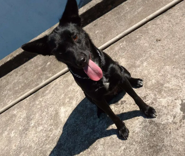 Cachorro ra a vira lata idade 2 a 6 meses nome Preta e Pretinha