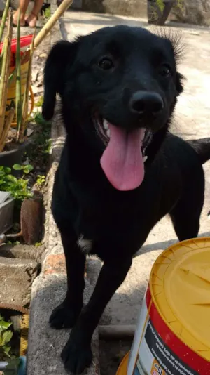 Cachorro raça vira lata idade 2 a 6 meses nome Preta e Pretinha