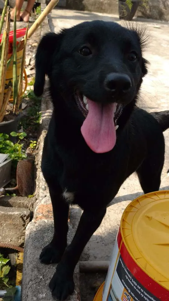 Cachorro ra a vira lata idade 2 a 6 meses nome Preta e Pretinha