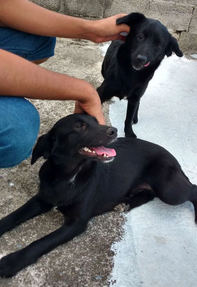 Cachorro ra a vira lata idade 2 a 6 meses nome Preta e Pretinha