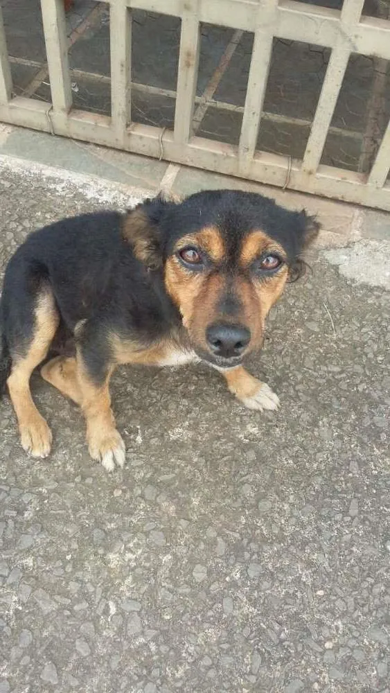 Cachorro ra a vira lata idade 2 anos nome Suzi