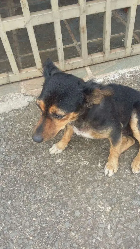 Cachorro ra a vira lata idade 2 anos nome Suzi