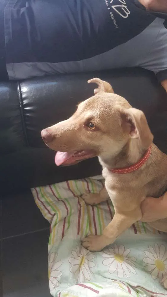 Cachorro ra a SRD idade 2 a 6 meses nome DESIREÉ