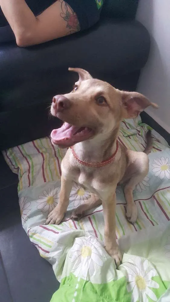Cachorro ra a SRD idade 2 a 6 meses nome DESIREÉ