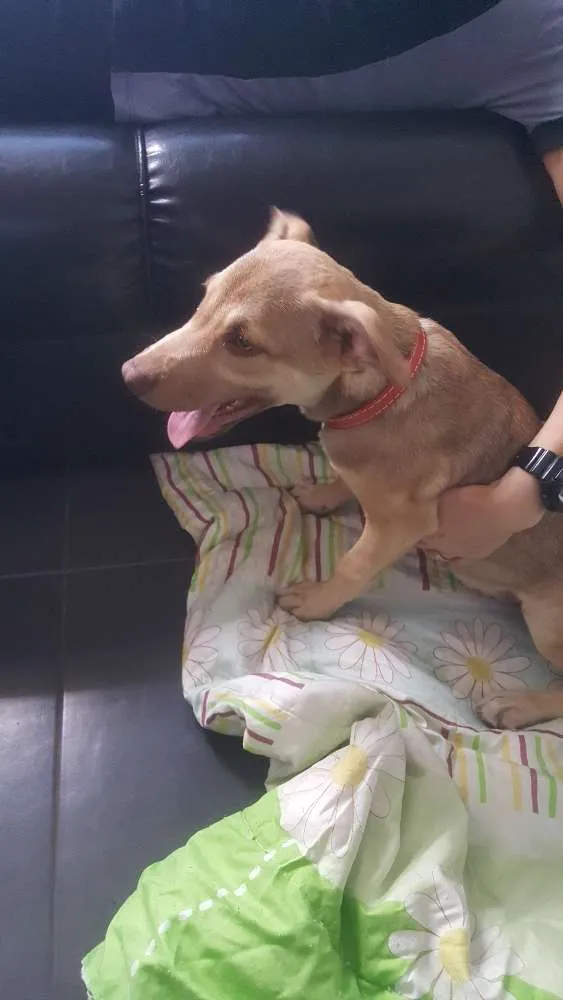 Cachorro ra a SRD idade 2 a 6 meses nome DESIREÉ
