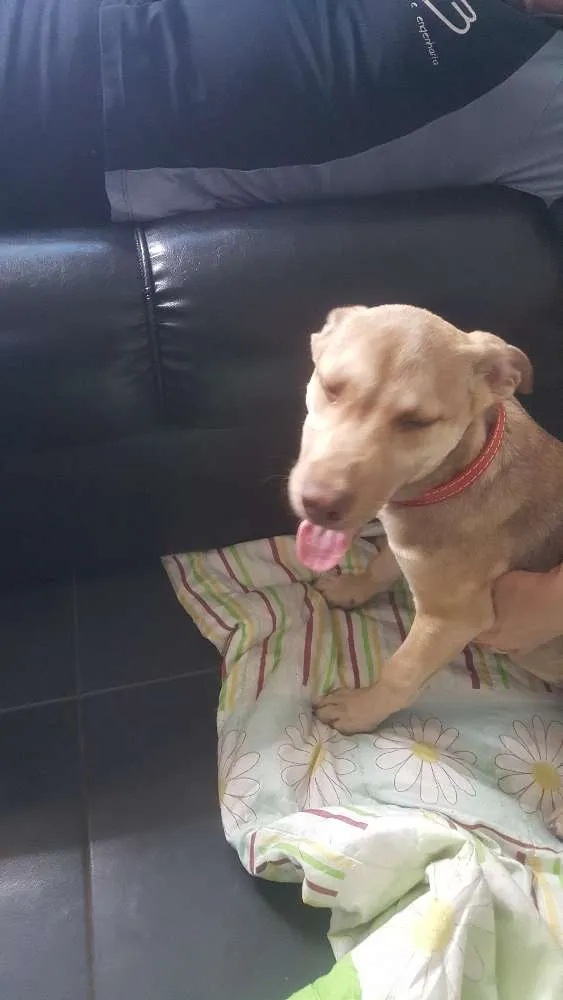 Cachorro ra a SRD idade 2 a 6 meses nome DESIREÉ