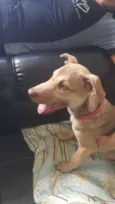 DESIREÉ