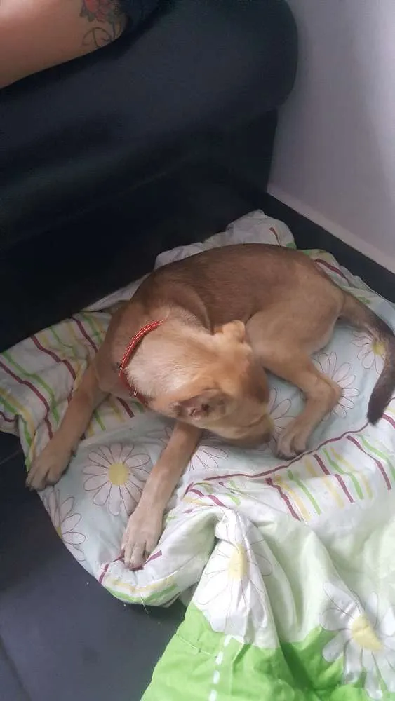 Cachorro ra a SRD idade 2 a 6 meses nome DESIREÉ