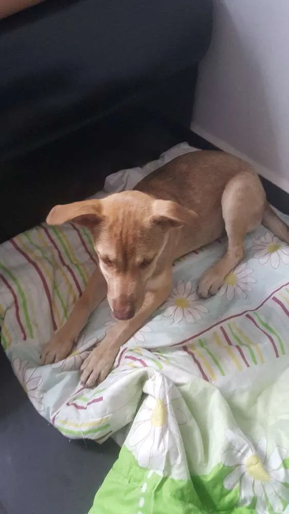 Cachorro ra a SRD idade 2 a 6 meses nome DESIREÉ