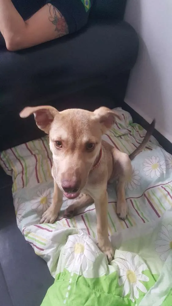 Cachorro ra a SRD idade 2 a 6 meses nome DESIREÉ
