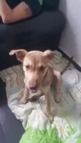 DESIREÉ