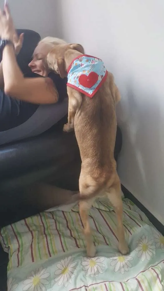 Cachorro ra a SRD idade 2 a 6 meses nome DESIREÉ