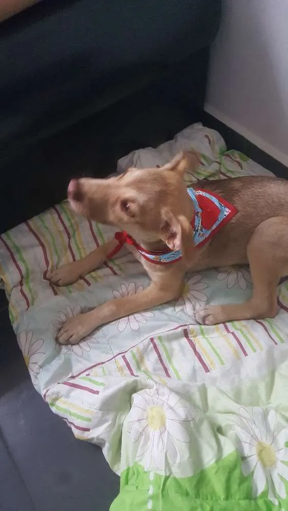 Cachorro ra a SRD idade 2 a 6 meses nome DESIREÉ