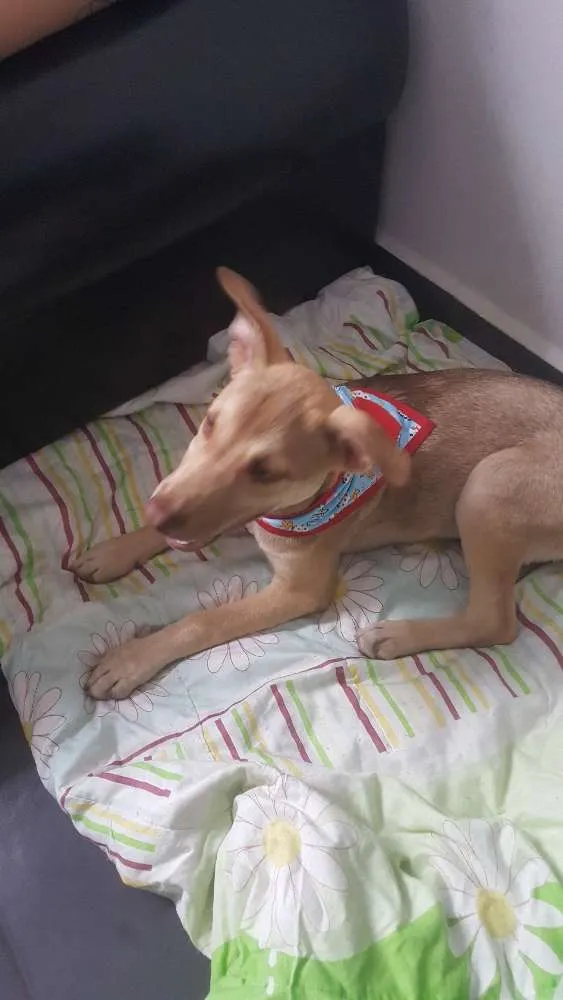 Cachorro ra a SRD idade 2 a 6 meses nome DESIREÉ