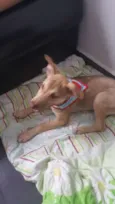 DESIREÉ