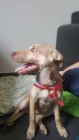 DESIREÉ