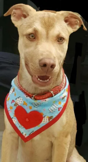 Cachorro raça SRD idade 2 a 6 meses nome DESIREÉ