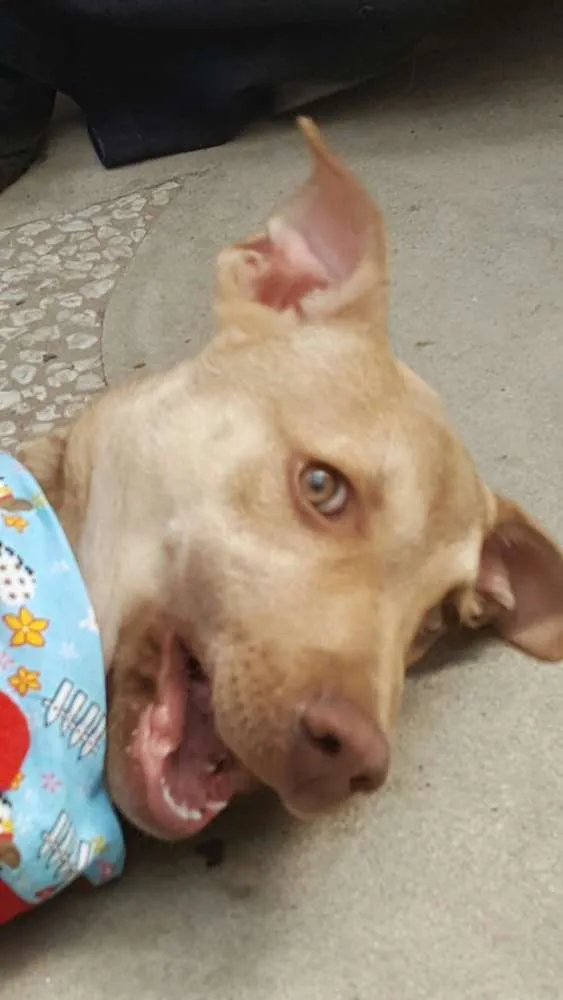Cachorro ra a SRD idade 2 a 6 meses nome DESIREÉ