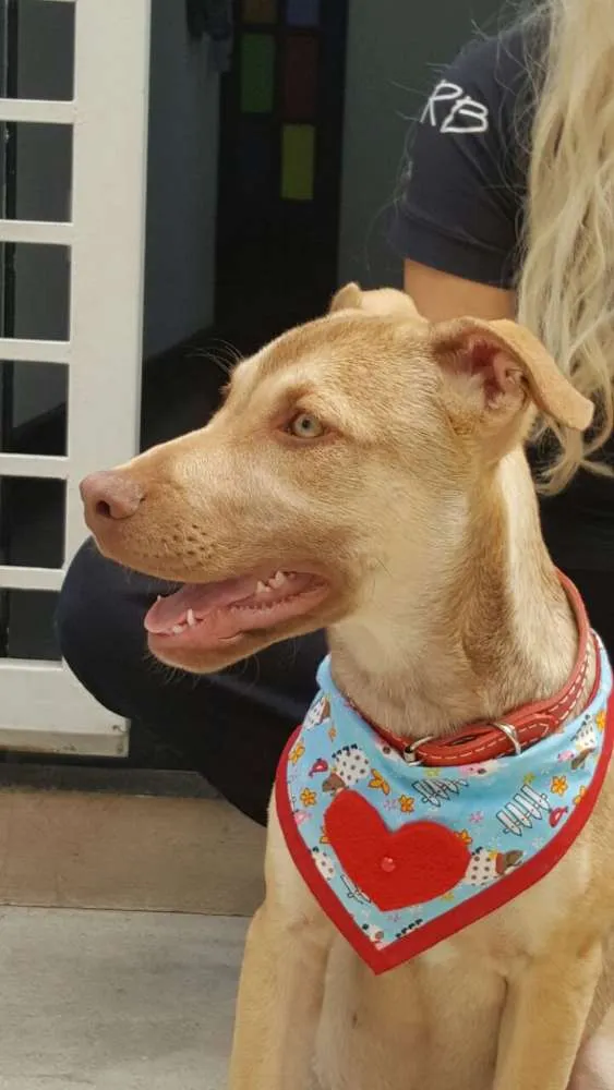 Cachorro ra a SRD idade 2 a 6 meses nome DESIREÉ