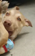 DESIREÉ