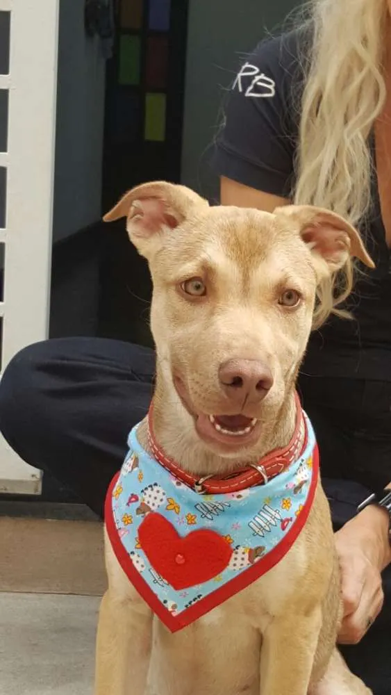 Cachorro ra a SRD idade 2 a 6 meses nome DESIREÉ