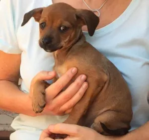 Cachorro raça SRD  idade 2 a 6 meses nome Dora