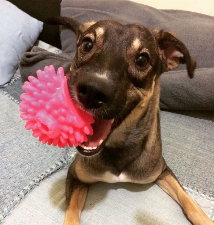 Cachorro ra a SRD idade 1 ano nome Spyke