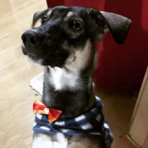 Cachorro raça SRD idade 1 ano nome Spyke
