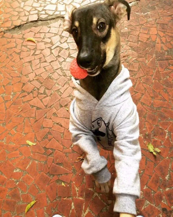 Cachorro ra a SRD idade 1 ano nome Spyke