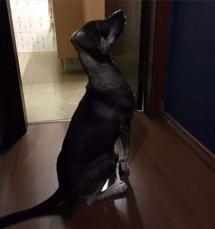 Cachorro ra a SRD idade 1 ano nome Spyke