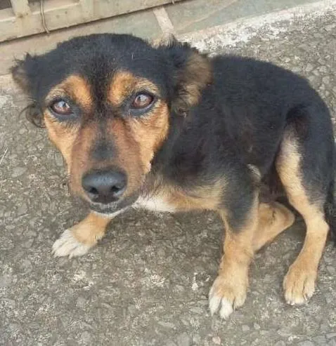 Cachorro ra a vira lata idade 2 anos nome Suzi