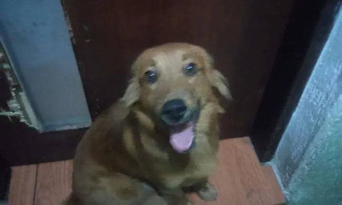 Cachorro ra a SRD idade 1 ano nome Duquesa