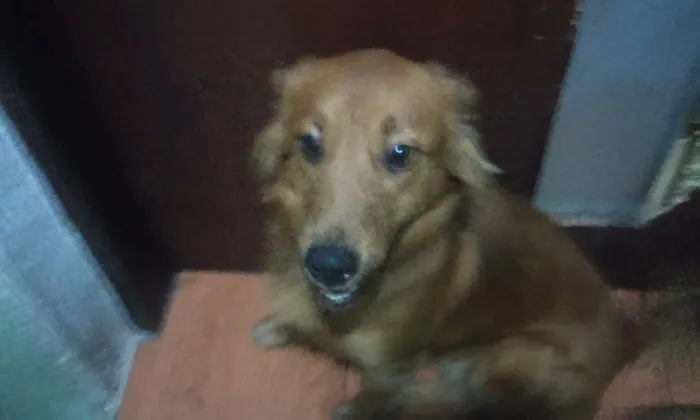 Cachorro ra a SRD idade 1 ano nome Duquesa