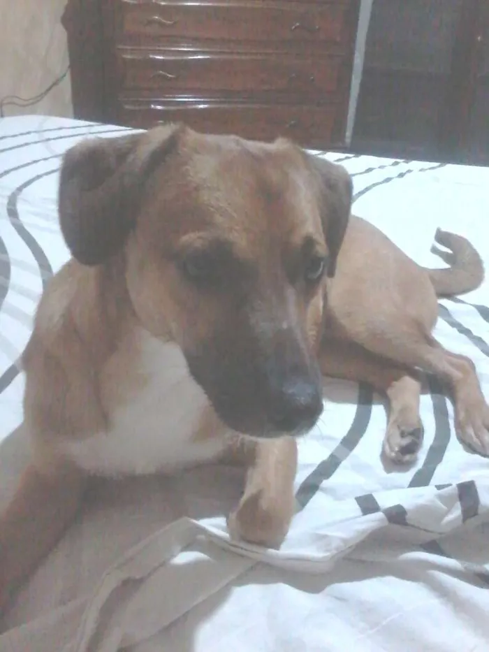 Cachorro ra a SRD idade 2 anos nome Scooby