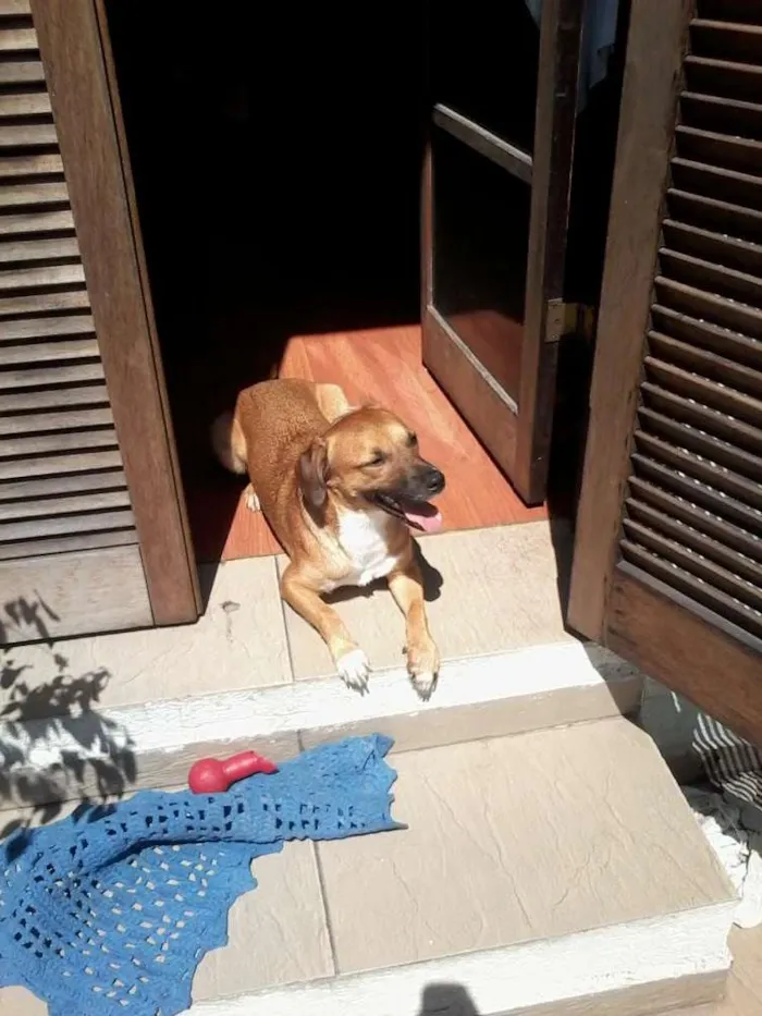 Cachorro ra a SRD idade 2 anos nome Scooby