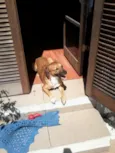 Scooby