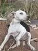 Cachorro raça Sem raça definida  idade Abaixo de 2 meses nome Sem nome