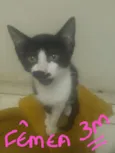 Gatinho 