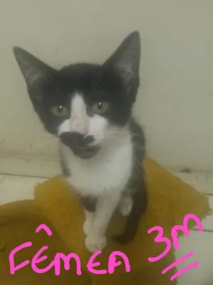 Gato raça Indefinida  idade 2 a 6 meses nome Gatinho 