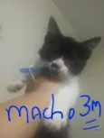 Gatinho 