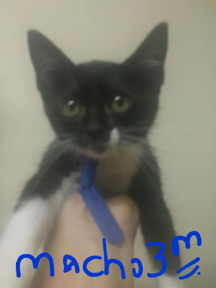 Gato ra a Indefinida  idade 2 a 6 meses nome Gatinho 