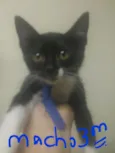 Gatinho