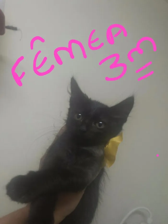 Gato ra a Indefinida  idade 2 a 6 meses nome Gatinho 