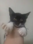 Gatinho 