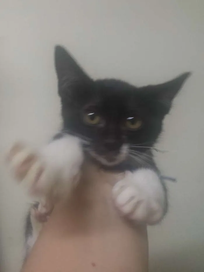 Gato ra a Indefinida  idade 2 a 6 meses nome Gatinho 