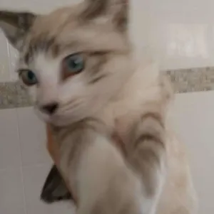 Gato raça SRD idade 2 a 6 meses nome Baby boy
